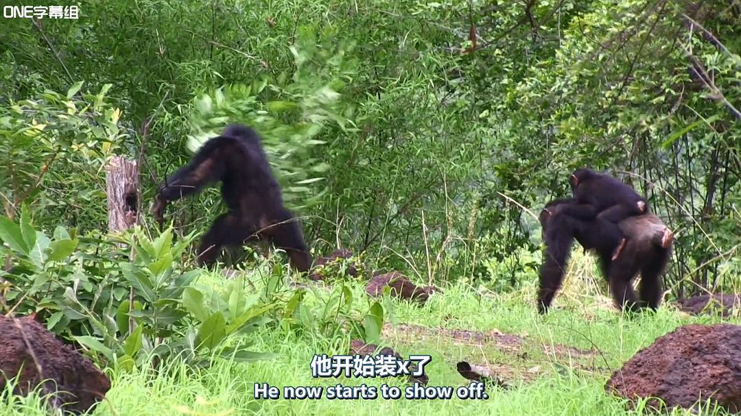 荒野间谍 第一季 Spy in the Wild Season 1插图11