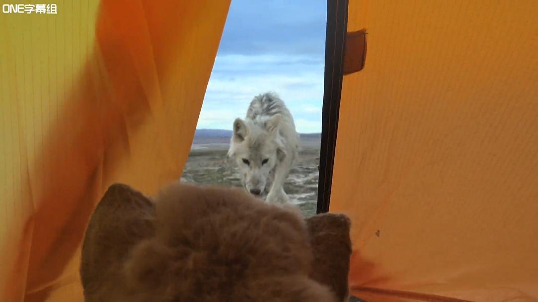 荒野间谍 第一季 Spy in the Wild Season 1插图12