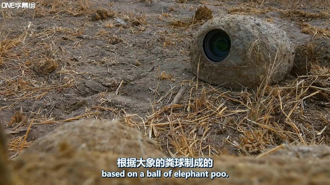 荒野间谍 第一季 Spy in the Wild Season 1插图15