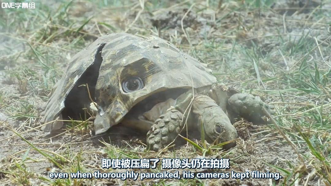 荒野间谍 第一季 Spy in the Wild Season 1插图16