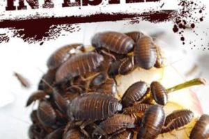 害虫入侵！Infested!