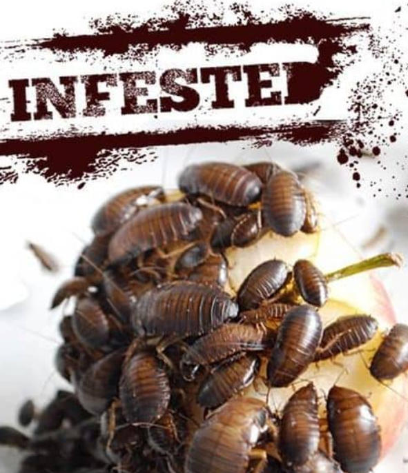 害虫入侵！Infested!插图