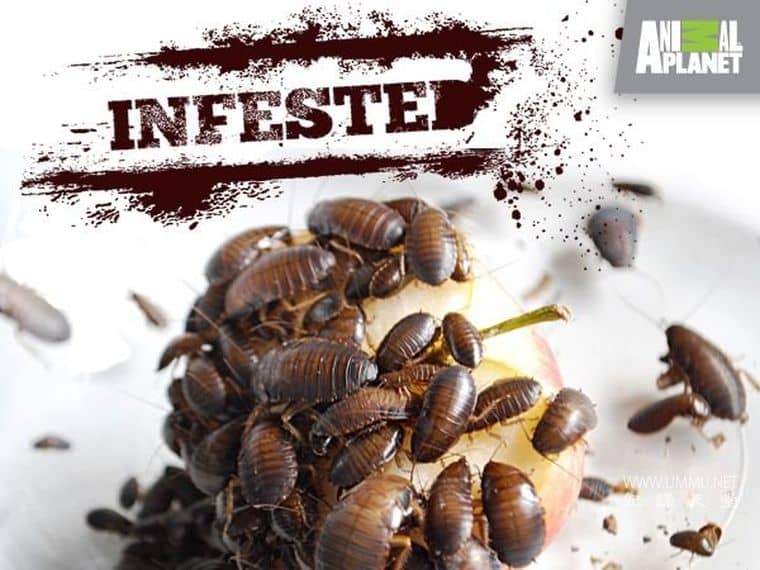 害虫入侵！Infested!插图1