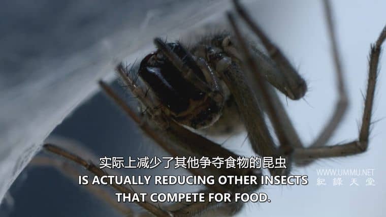 害虫入侵！Infested!插图3