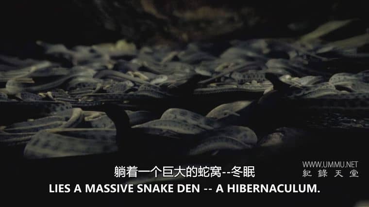 害虫入侵！Infested!插图4