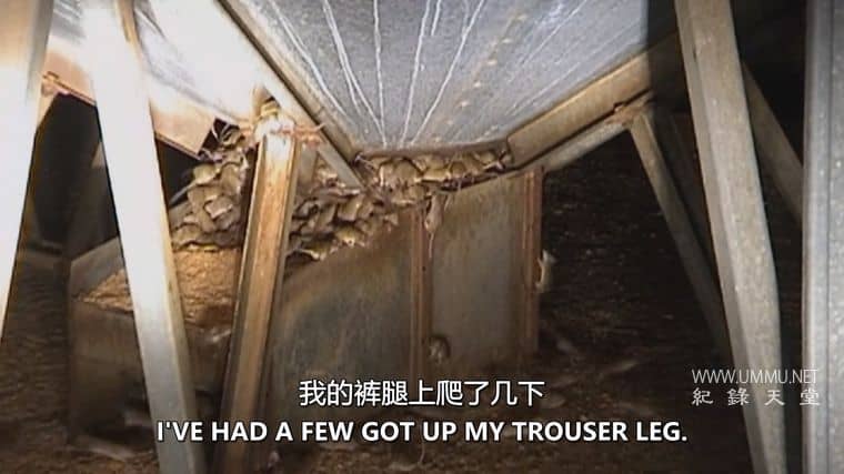 害虫入侵！Infested!插图5