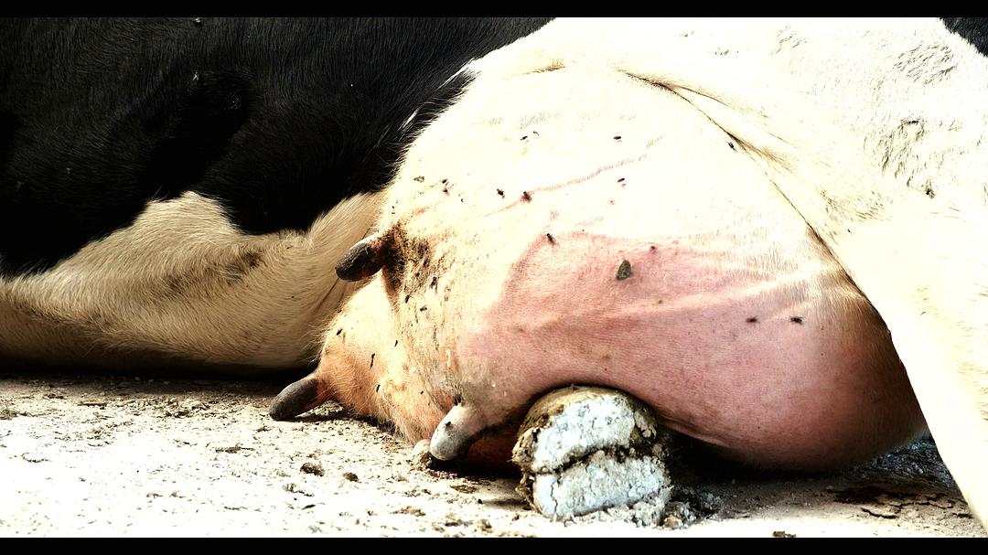 鲜乳哪里来 Das System Milch插图1