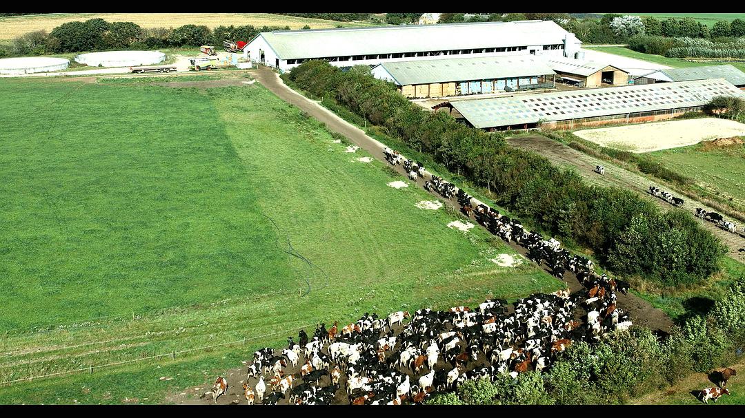 鲜乳哪里来 Das System Milch插图2