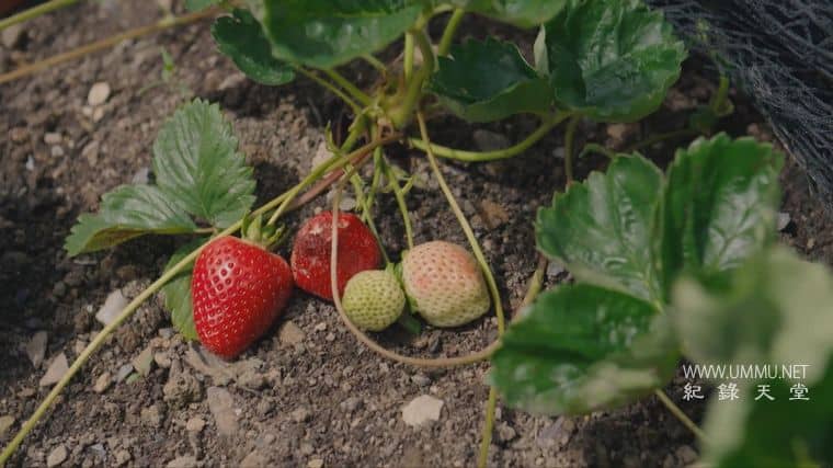 种植、烹饪、食用 Grow, Cook, Eat插图4