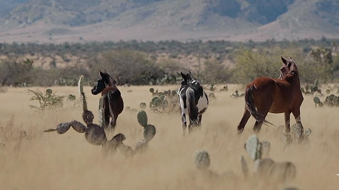 激流 第二季插图7