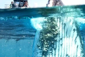 如果地球上没有陆地 If There Was No Land On Earth