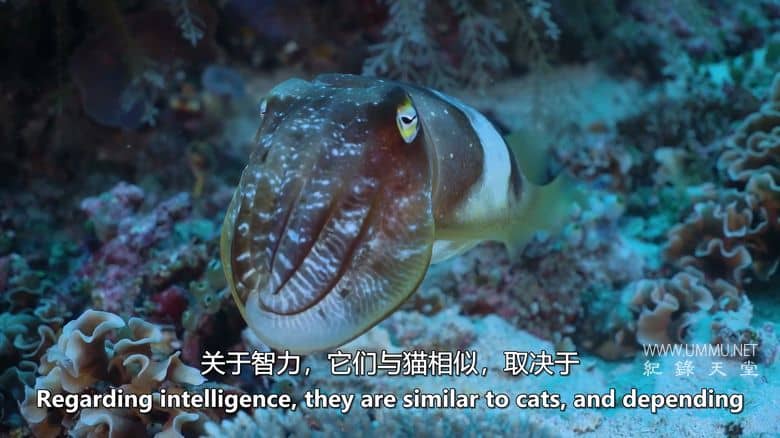 如果地球上没有陆地 If There Was No Land On Earth插图7