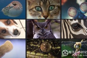 动物视界 What Animals See