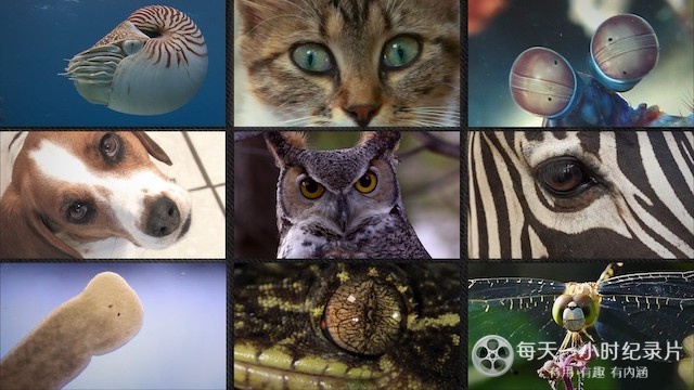 动物视界 What Animals See插图