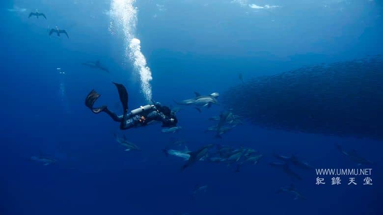 摄影师贝尔蒂与海豚零距离 Dolphins Up Close with Bertie Gregory插图1