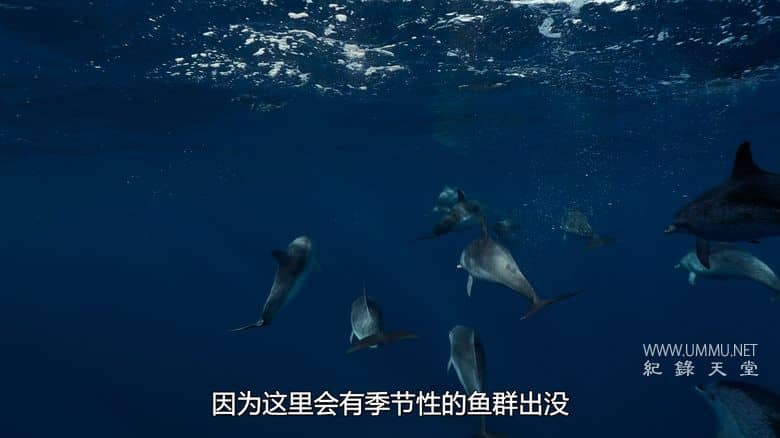 摄影师贝尔蒂与海豚零距离 Dolphins Up Close with Bertie Gregory插图2