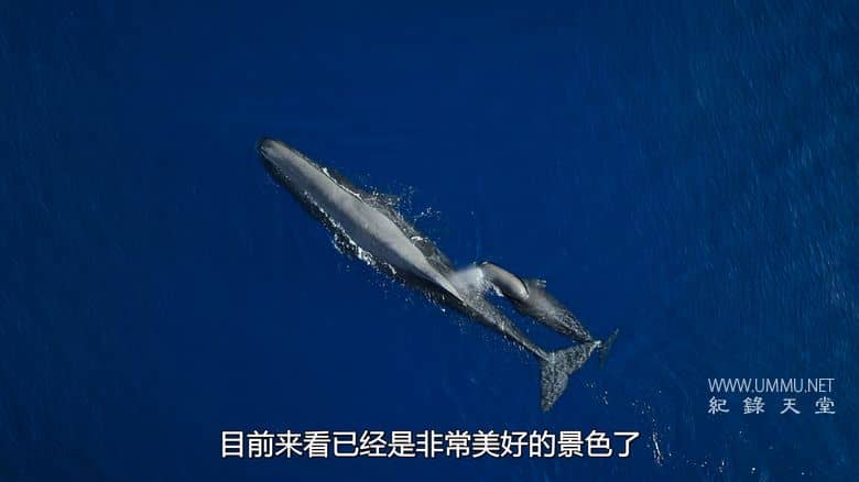 摄影师贝尔蒂与海豚零距离 Dolphins Up Close with Bertie Gregory插图3