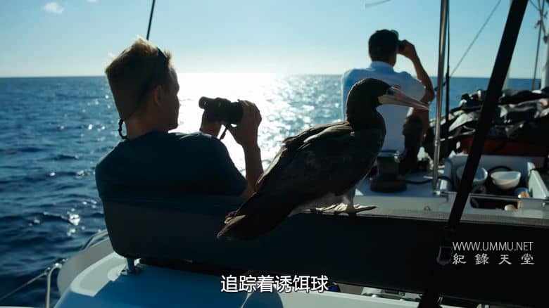 摄影师贝尔蒂与海豚零距离 Dolphins Up Close with Bertie Gregory插图4