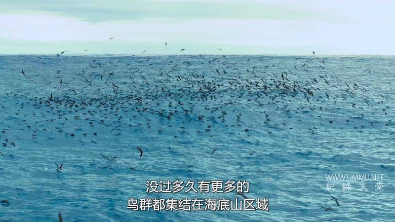 摄影师贝尔蒂与海豚零距离 Dolphins Up Close with Bertie Gregory插图6