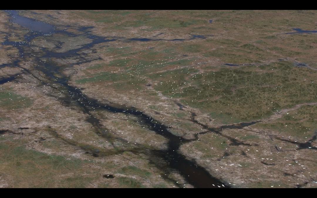 大象 Elephant插图1