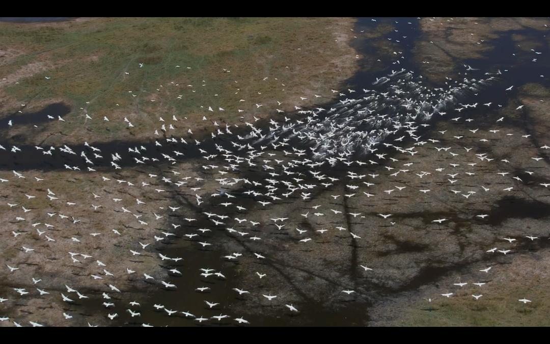 大象 Elephant插图3