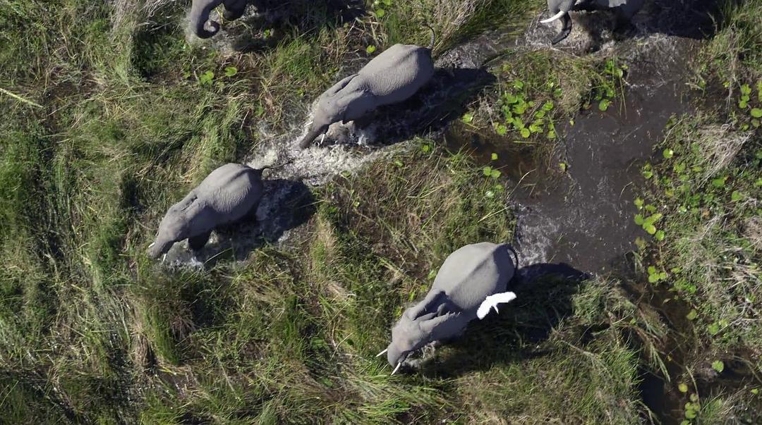 大象 Elephant插图4