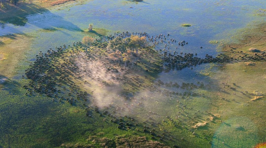 大象 Elephant插图5