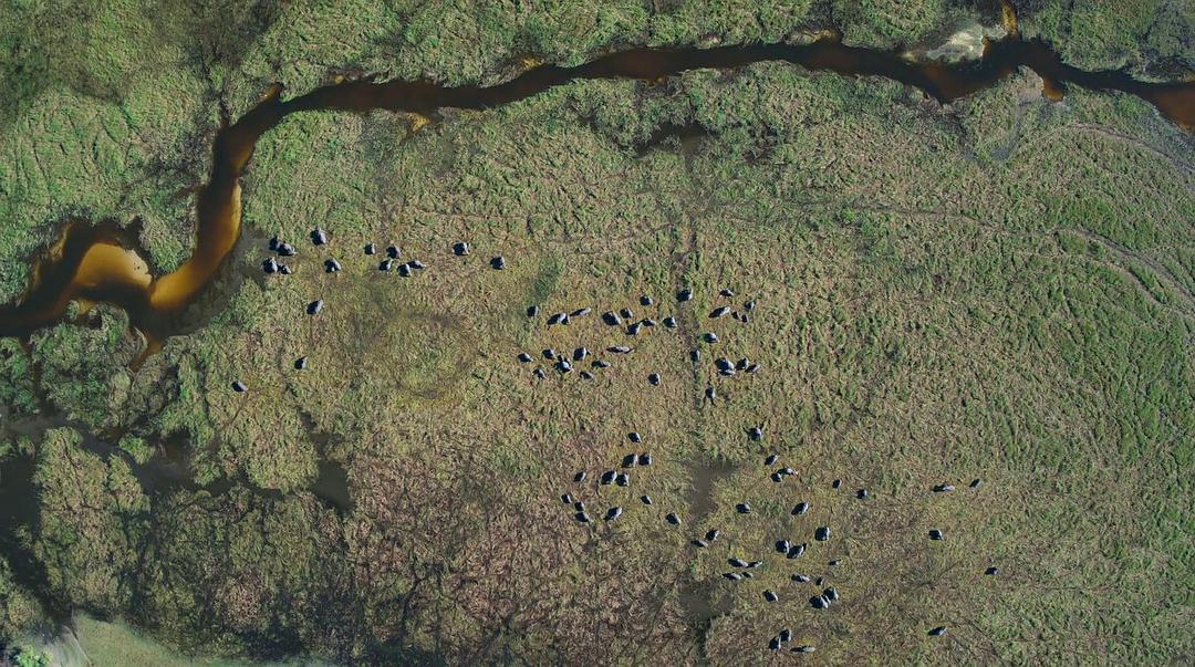 大象 Elephant插图6