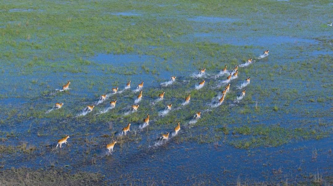 大象 Elephant插图7