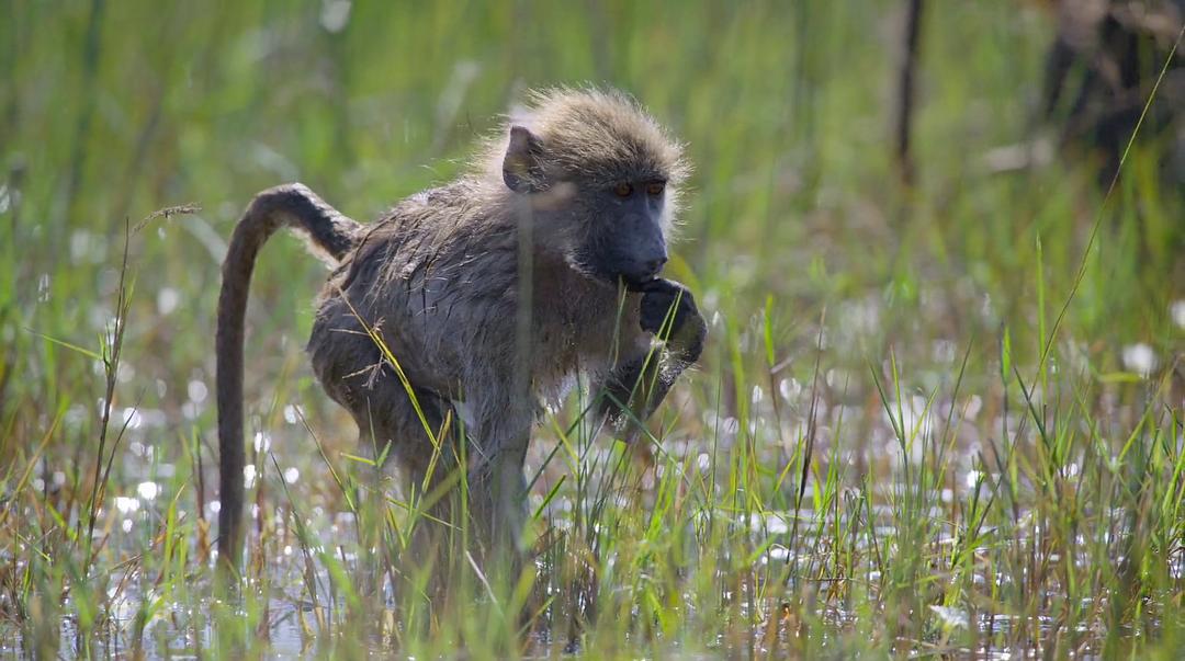 大象 Elephant插图8