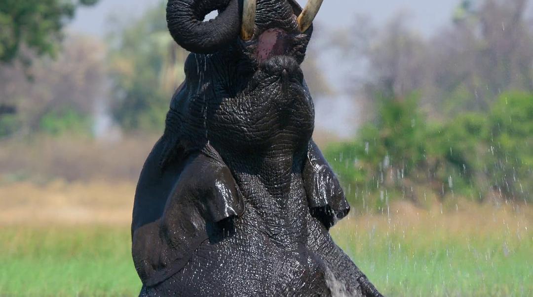 大象 Elephant插图10