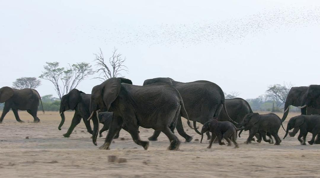 大象 Elephant插图11