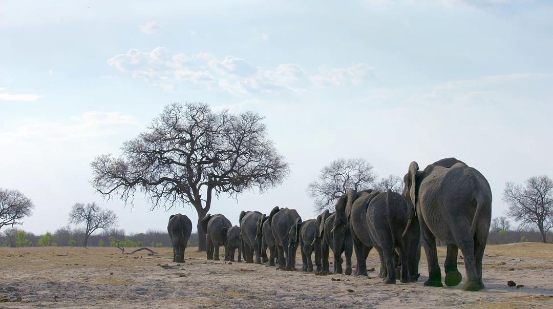 大象 Elephant插图12