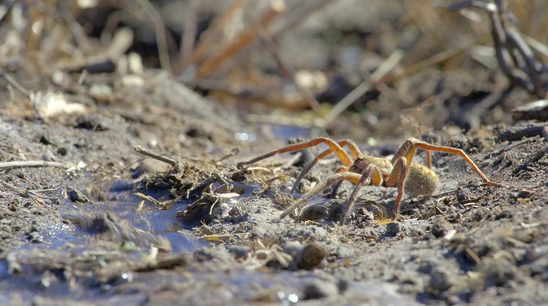 大象 Elephant插图14