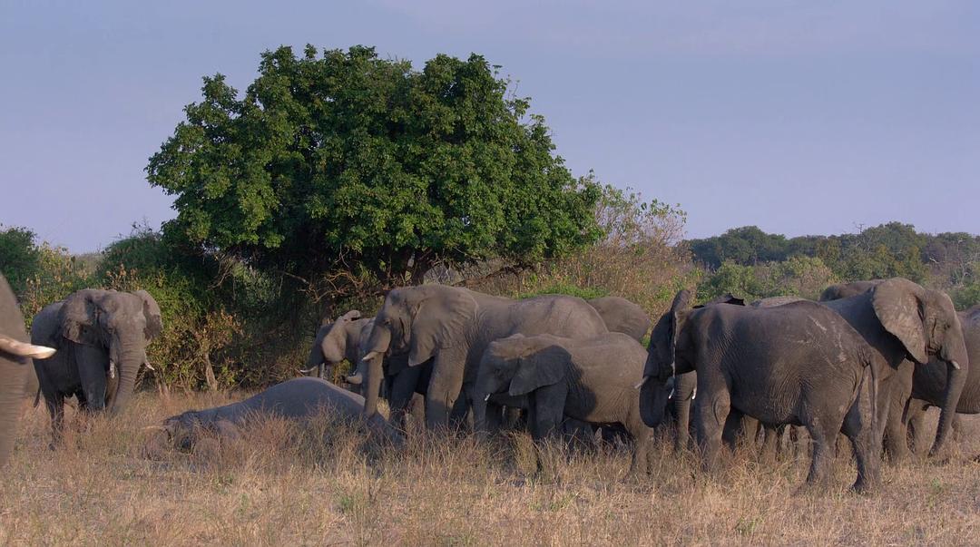 大象 Elephant插图15