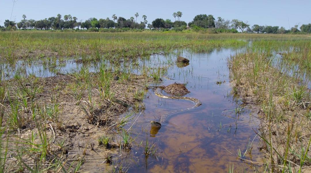 大象 Elephant插图16