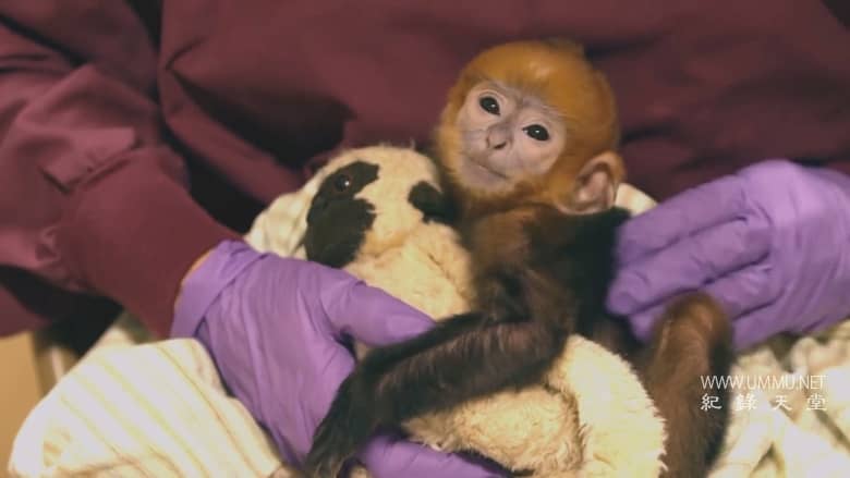 逃离灭绝 Escape from Extinction插图3