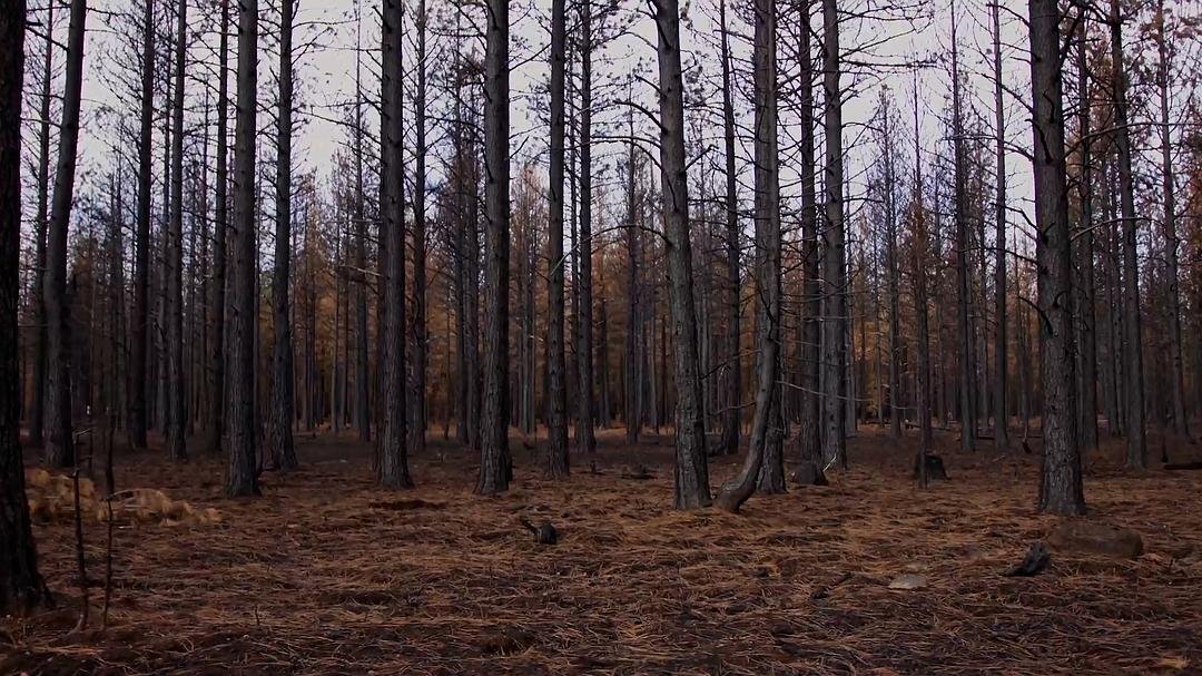 美国大火 Elemental: Reimagine Wildfire插图2