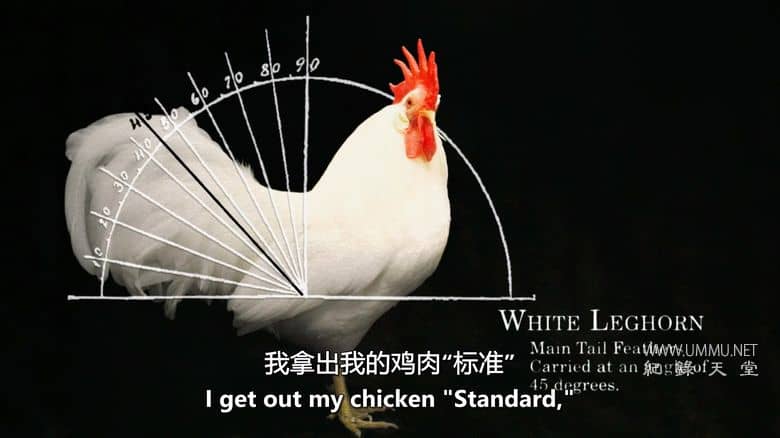 养鸡人 Chicken People插图1