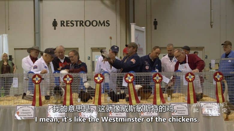 养鸡人 Chicken People插图2