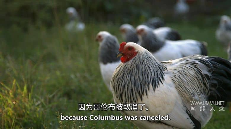 养鸡人 Chicken People插图6