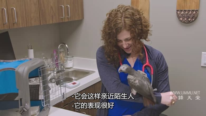 德州动物医生席伦 Dr. T, Lone Star Vet插图2