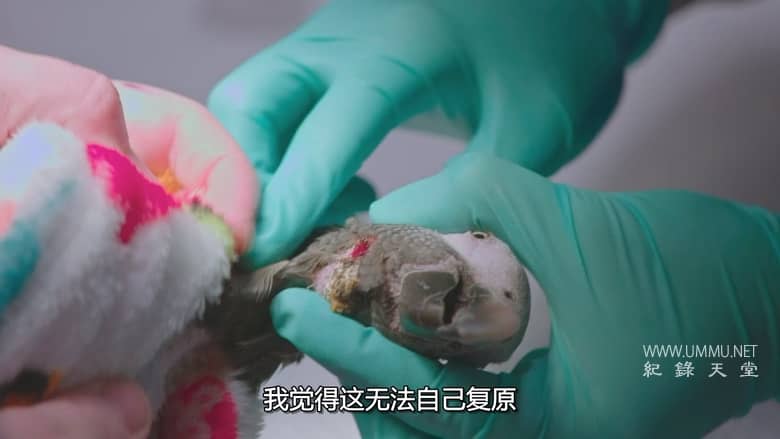 德州动物医生席伦 Dr. T, Lone Star Vet插图3