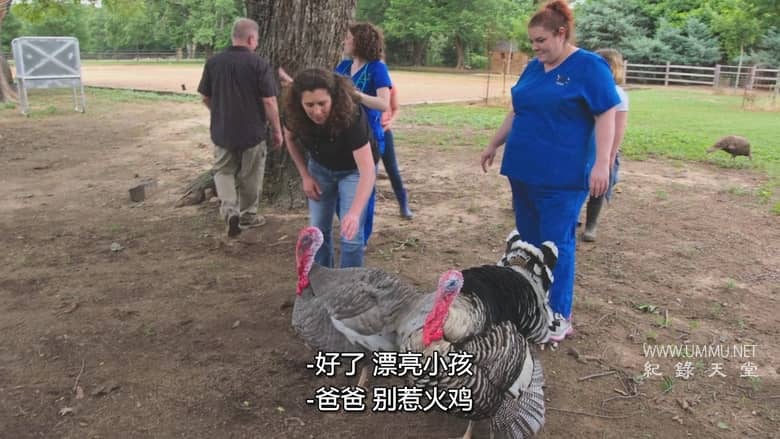 德州动物医生席伦 Dr. T, Lone Star Vet插图4