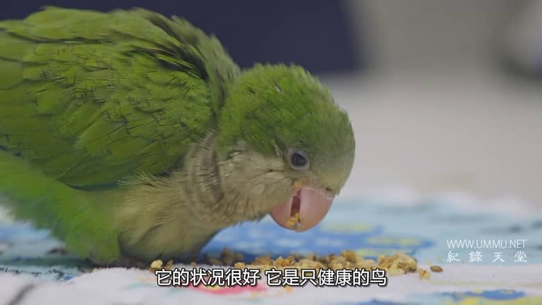 德州动物医生席伦 Dr. T, Lone Star Vet插图6