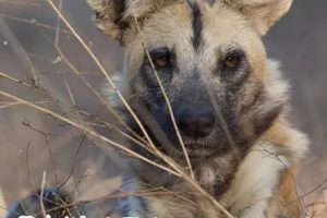 群狗逐狮 Dogs in the Land of Lions