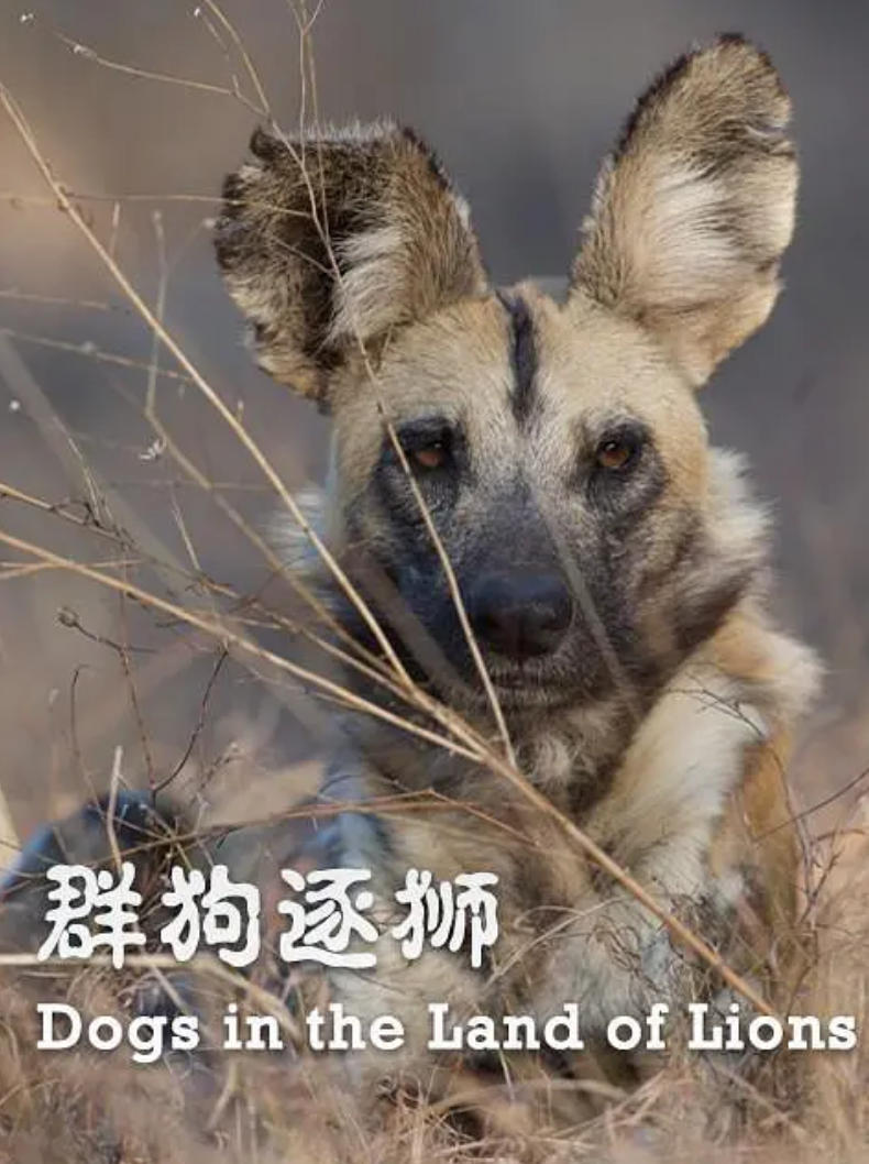 群狗逐狮 Dogs in the Land of Lions插图