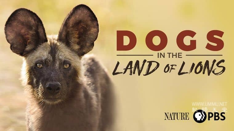 群狗逐狮 Dogs in the Land of Lions插图1