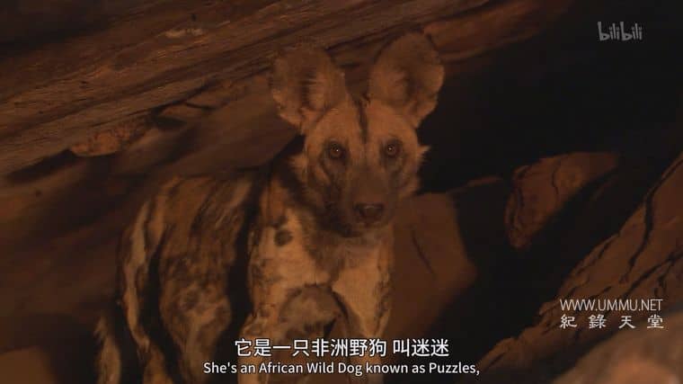 群狗逐狮 Dogs in the Land of Lions插图2
