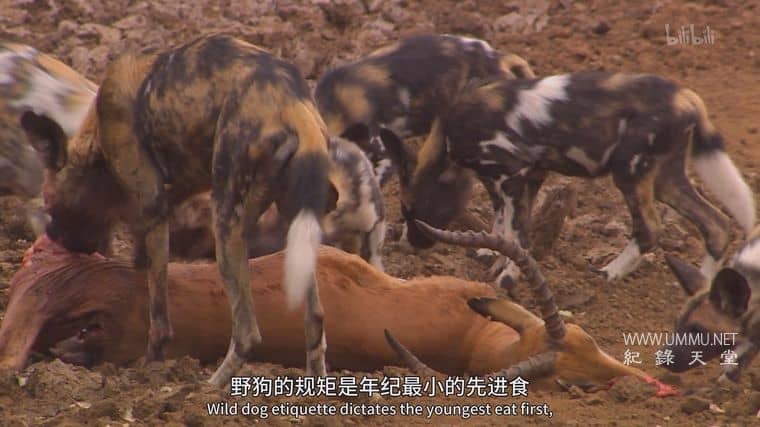 群狗逐狮 Dogs in the Land of Lions插图4
